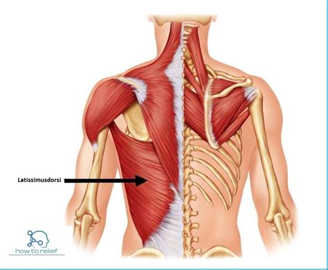 Image result for latissimus dorsi | Anatomía, Trapecio