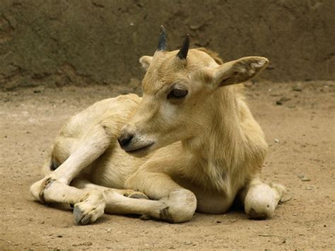 Baby Addax in Guangzhou zoo | Marko Forsten | Flickr