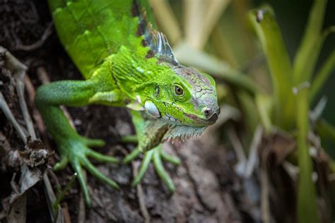 Green Iguana | Sean Crane Photography