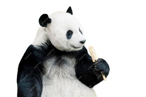 Premium Photo | Giant panda eating bamboo isolated over white background