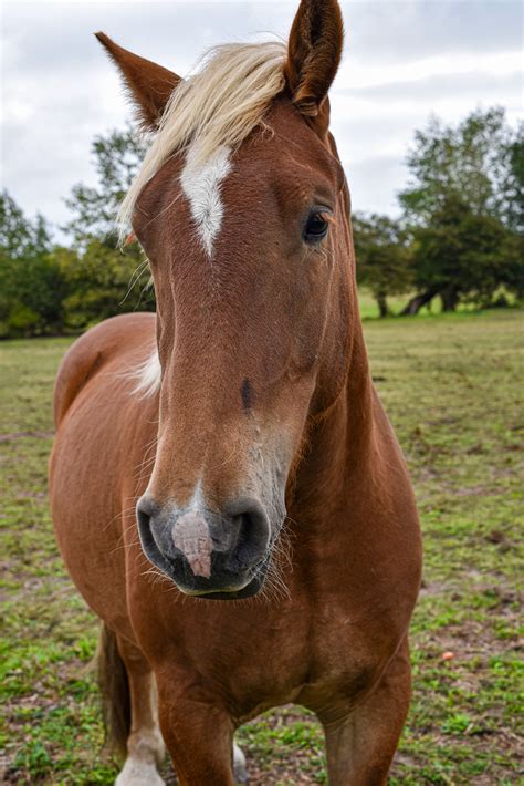 Horse island on Behance