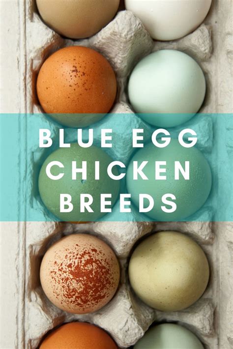 5 Chicken Breeds That Lay Blue Eggs (Ultimate Guide) - The Hen's Loft ...