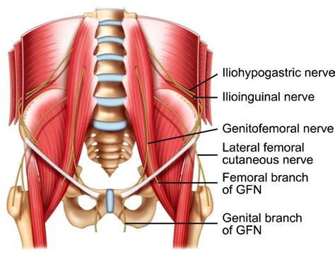 Inguinal Nerve Dermatomes Iliohypogastric Ih Nerve Green The | Images ...