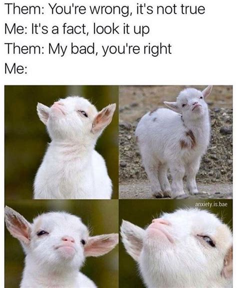 My baby goats make this face all the time!!! | Funny animal memes, Funny relatable memes, Funny ...