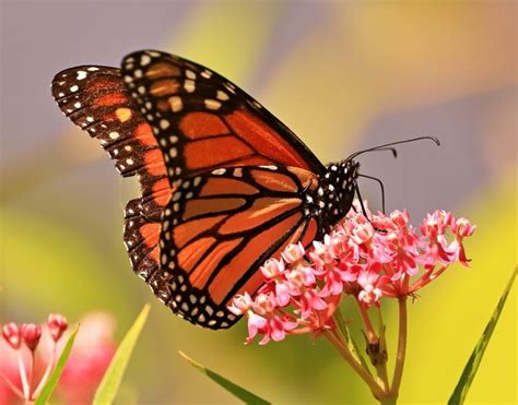 Monarch Butterfly Predators and Parasites to Watch for