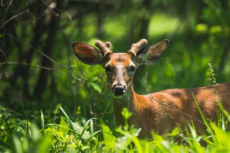 Deer Standing in Forest · Free Stock Photo