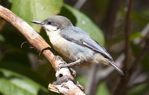 Pygmy Nuthatch | San Diego Bird Spot