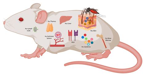 Global Humanized Mouse Model Industry’s Path to a US$ 178.3 Million ...