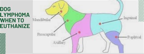 What Are The Stages Of Lymphoma In Dogs