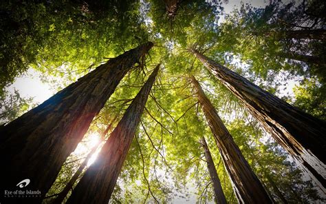 Muir Woods National Monument Wallpapers - Wallpaper Cave