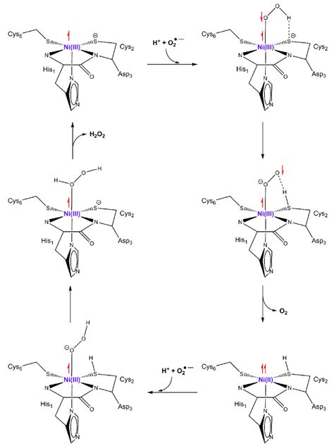 Reaction mechanism for superoxide dismutase (Ni-SOD) suggested by ...