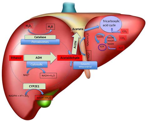 Schematic representation of hepatic metabolism of ethanol. The figure ...