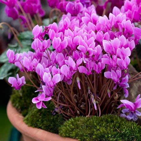 Top 10 Pretty Flowers and Shrubs for Winter | Cold weather flowers, Winter flowers garden ...