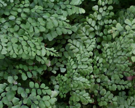 Fraser's Thimble Farm, Adiantum venustum