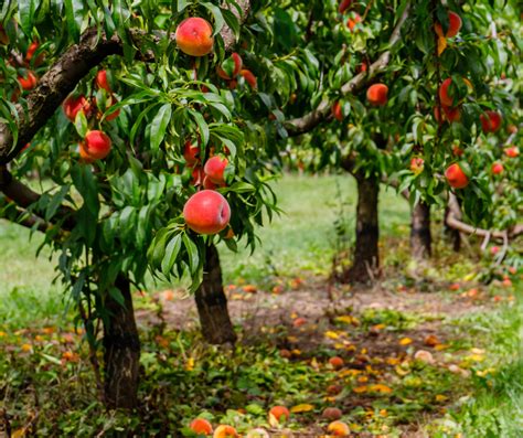 Disfruta de los árboles frutales en tu hogar - Periódico AM