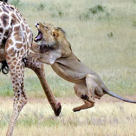 Lion Hunting Giraffe