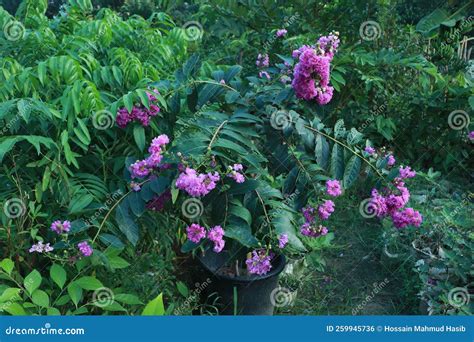 Crape Myrtle Tree in a Garden Stock Photo - Image of blossom, bush ...