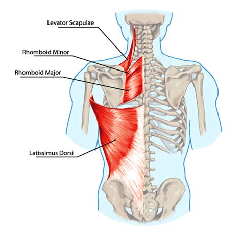 Lats in the Bench Press - The Muscle PhD