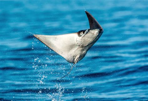 Mobula Ray Jumping Out of the Water. Mobula Munkiana, Known As the Manta De Monk, Munk`s Devil ...