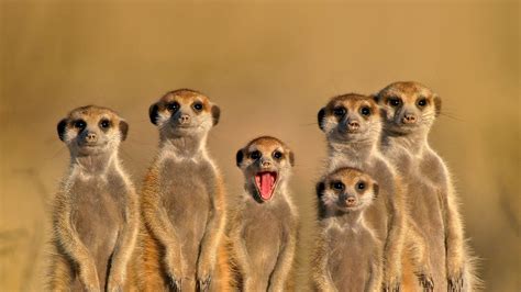 Meerkat family | t3hwin.com