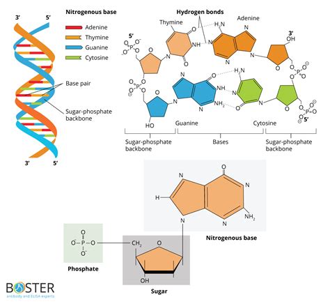 Label The Diagram Of Dna Nucleotide And Basis