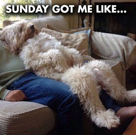 27 Funny Sunday Memes That Are Perfect for Lazy Sundays | コッカープー, おもしろワンちゃん, 犬 癒し