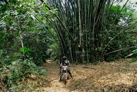 How poor management of Nigerian forests led to exploitation by ...