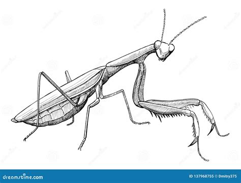 Praying Mantis Black And White Drawing