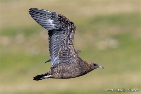 A juvenile Arctic Skua flypast – David at the HALL of EINAR