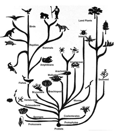 Charles Darwin And The Tree Of Life Worksheet Answers