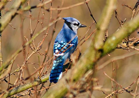 5 Unique Blue Jay Facts You Likely Didn’t Know - BIRD BITES