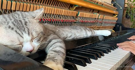 Cats, purring, and piano music — the perfect recipe for relaxation