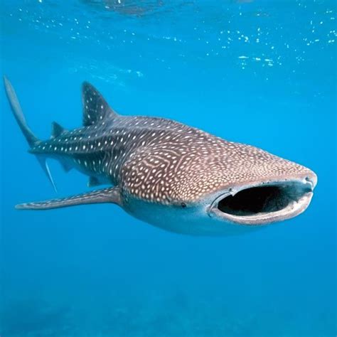 265 best Whale Shark - Rhincodon typus images on Pinterest | Diving, Whale sharks and Sharks