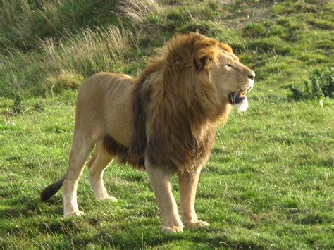 Wild at Hull: Yorkshire Wildlife Park