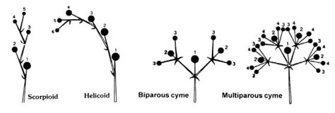 What is Racemose inflorescence?Flame Institute