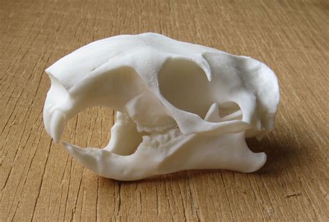 Replica Groundhog Marmot Skull