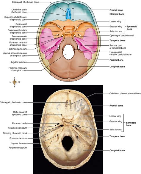 Floor Of Cranium Bones | Viewfloor.co