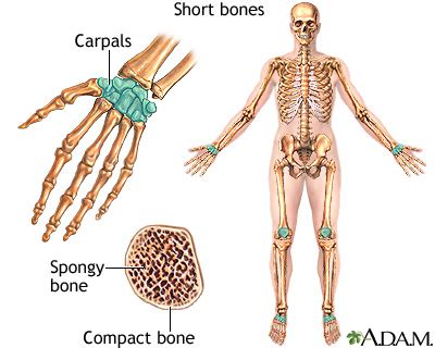 Short bones: MedlinePlus Medical Encyclopedia Image