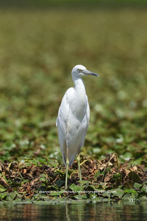 Juvenile Little Blue Heron – Sharon's Iconic Travel Photography Blog