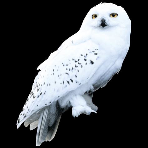 Hedwig | Harry Potter Wiki | FANDOM powered by Wikia