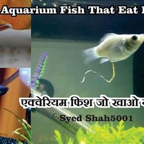 What eats fish poop in aquarium? - DIY Seattle