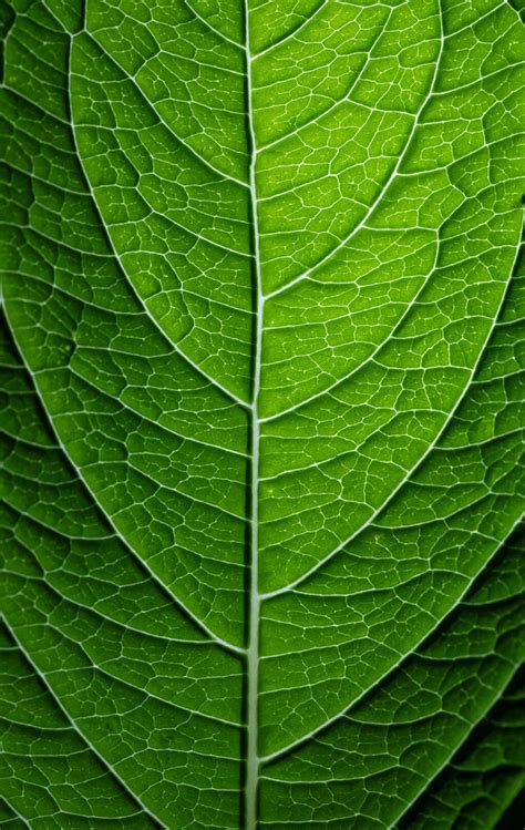 Leaf Texture Wallpaper • Free Nature Stock Photo