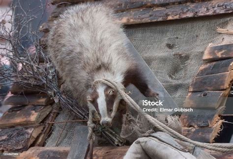 Badger A Short Legged Omnivore Stock Photo - Download Image Now ...