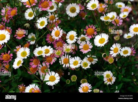 ERIGERON KARVINSKIANUS AGM SYN ERIGERON MUCRONATUS Stock Photo - Alamy