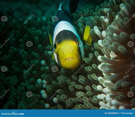 Fish with Strange Tongue Parasites Stock Image - Image of damselfishes ...