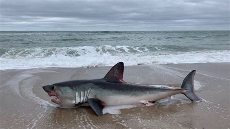 Close-Up Photo Shows Shark Washed Up on Cape Cod Beach – NBC Boston