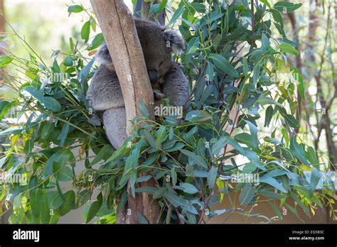 Sleeping Koala Bear Stock Photo - Alamy