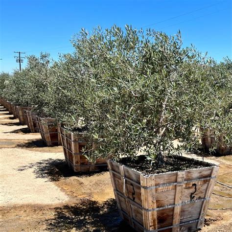 Fruitless Olive Tree - Olea Europaea 'Swan Hill' - 24 Box Multi in 2022 ...