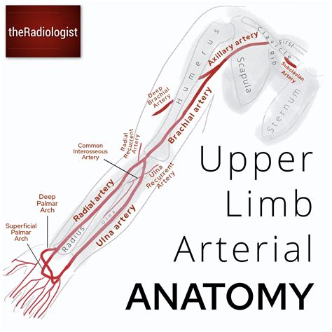 Upper Limb Arterial Supply Arteries Anatomy Arteries And Veins Anatomy | Porn Sex Picture