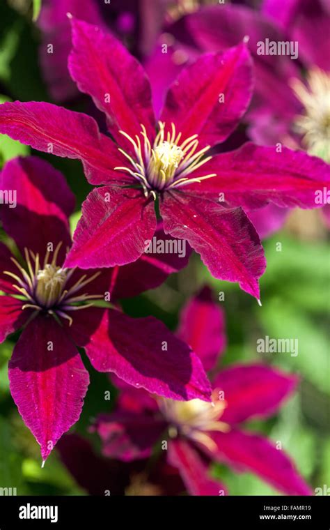 Clematis 'Niobe' burgundy color flowers Stock Photo - Alamy